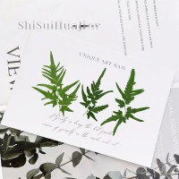 海金沙叶干花1000片(1套)