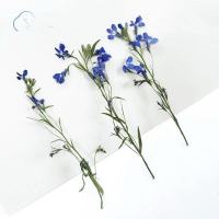 六贝利枝干花1000片(1套)