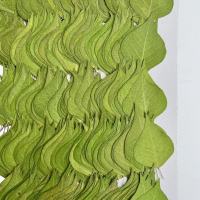 绿栌叶干花1000片(1套)