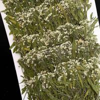 香雪球干花1000片 (1套)