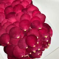 玫瑰花瓣干花1000片(1套)