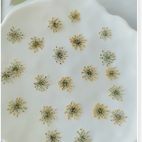 雪珠蕾丝花朵干花1000片(1套)