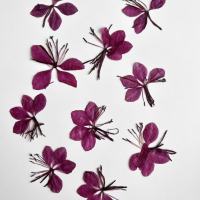 山桃草干花1000片(1套)