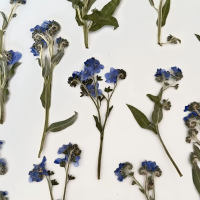 蓝色勿忘我干花1000片(1套)