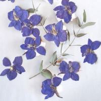 蓝色千鸟飞燕 干花1000片(1套)