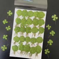 四叶草干花1000片(1套)