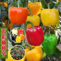 五彩甜椒种子水果辣椒阳台庭院盆栽蔬菜种籽(1包)