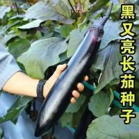 紫黑长茄子种子茄子种高产春秋四季蔬菜籽阳台盆栽黑茄(1包)