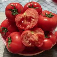 沙瓤西红柿种孑番茄种子盆栽蔬菜种子(1包)