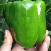 青椒菜椒辣椒种子阳台春秋冬季蔬菜种子(1包)