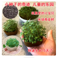 奇亚籽种植水培种子-100克
