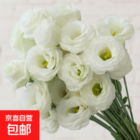 洋桔梗]无刺玫瑰鲜花云南直发鲜花混搭花束