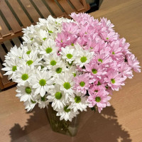 云南多头鲜花雏菊鲜花网红小菊花水养插花配