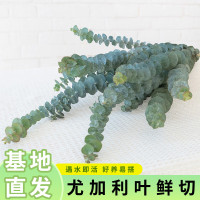 鲜花配草花束搭配草花鲜花水养鲜切花混搭插花花束 尤加利叶