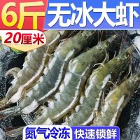 青岛大虾[无冰款]液氮氮气冷冻带箱4斤 16-18cm 只只分离 基围虾水产冻虾