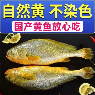 新鲜特大号黄花鱼1斤/条海鲜水产鲜活整条