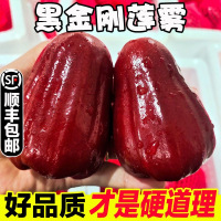 海南黑金刚莲雾 4.5斤装 中果75g-90g 大果90-120g 顺丰速运 礼盒颜色随机发货