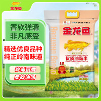 金龙鱼 南方大米 优质油粘米 煲仔饭米 籼米 10斤