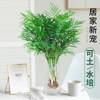 晟泰邦 袖珍椰子高60至70cm10束水培绿植物办公室内桌面好养四季含玻璃瓶
