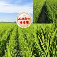 龙稻(LONGDAO)京享福品五常大米10斤/袋真空包装