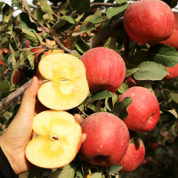 柯坪县冰糖心苹果10/斤箱新疆甜脆水果