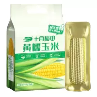 十月稻田 黄糯玉米 220g*8根 东北甜糯玉米棒