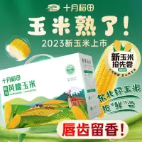 十月稻田 鲜食黄糯玉米220g*10 东北黄甜糯 新玉米