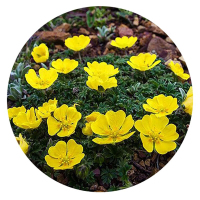 委陵菜种子 四季种植易活地被植物