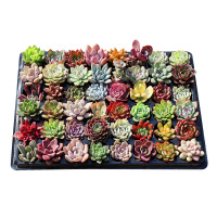 多肉绿植20株多肉品种随机不重样(送盆土)+喷壶+种植三件套