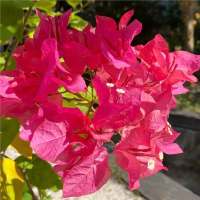 三角梅盆栽苗(品种:同安红,高度50-60cm,冠幅30-50cm,盛花状态,带盆,上门)