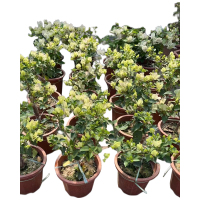 三角梅盆栽苗(品种:绿叶樱花,高度50-60cm,冠幅30-50cm,盛花状态,带盆,上门)