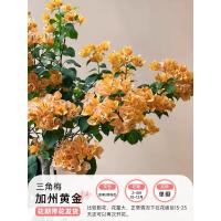 三角梅盆栽苗(品种:加州黄金,高度50-60cm,冠幅30-50cm,盛花状态,带盆,上门)