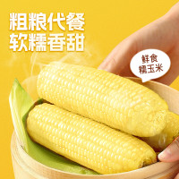 失重密码东北白糯玉米新鲜甜糯黏玉米大苞米非转基因真空220g*6棒/箱