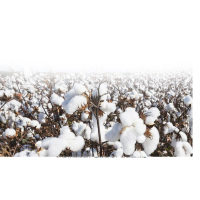 金号(KING SHORE)倾城毛巾2条装 纯棉毛巾亲肤柔软不掉毛强吸水不褪色 倾城系列礼盒 ZL1903-2