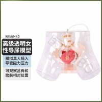 知能 WIM/H4D高级透明男女导尿模型 导尿插管训练假人男女性护理训练医用教学模型