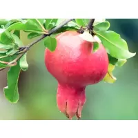 鑫牧盟石榴/斤