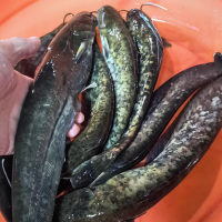 鑫牧盟 鲶鱼/斤