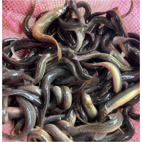 鑫牧盟 鲜活泥鳅/斤