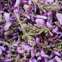 鑫牧盟 鲜桐花/斤蒸菜桐花菜