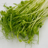 鑫牧盟 豌豆苗/斤