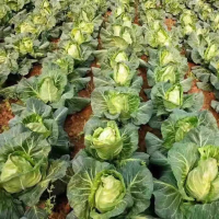 鑫牧盟 牛心菜/斤 牛心甘蓝