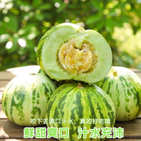 鑫牧盟 八里香小甜瓜/斤 八里香甜瓜
