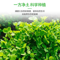 鑫牧盟 龙须菜/斤