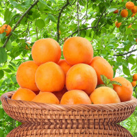 鑫牧盟 黄杏/斤