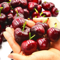 鑫牧盟 大樱桃250g/盒
