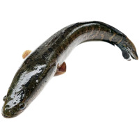 鑫牧盟 黑鱼/斤