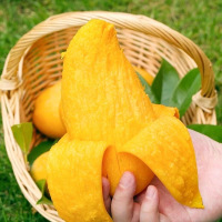 鑫牧盟 水仙芒/斤