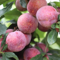 鑫牧盟 李子/斤