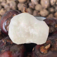 鑫牧盟 鲜马蹄(荸荠)/斤