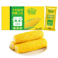 十月稻田(SHIYUEDAOTIAN)黄甜糯玉米 10根 4.4斤 东北黏玉米棒 真空包装 粗粮早餐 新米